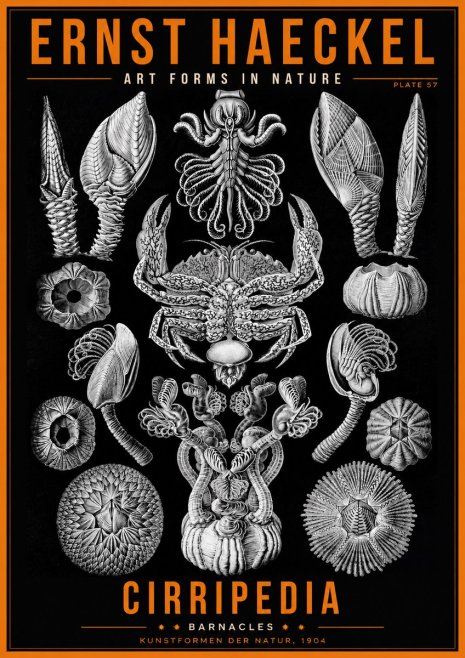 Ernst Haeckel Cirripedia Barnacles No2 - Juliste