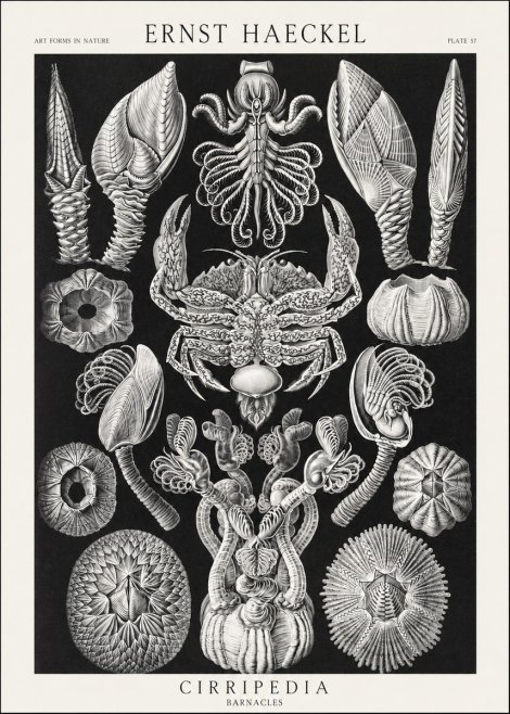 Ernst Haeckel Cirripedia Barnacles No3 - Juliste