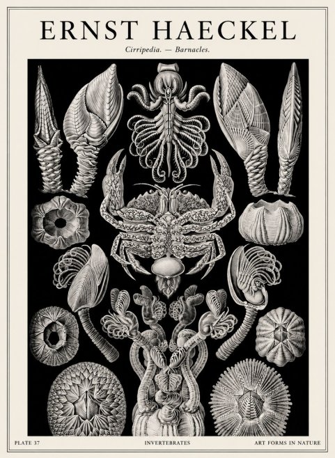 Ernst Haeckel Cirripedia Barnacles No4 - Juliste