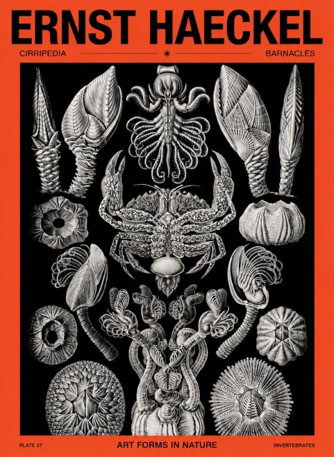 Ernst Haeckel Cirripedia Barnacles No5 - Juliste