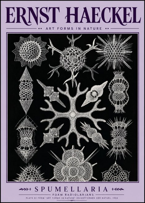 Ernst Haeckel Spumellaria No5 - Juliste