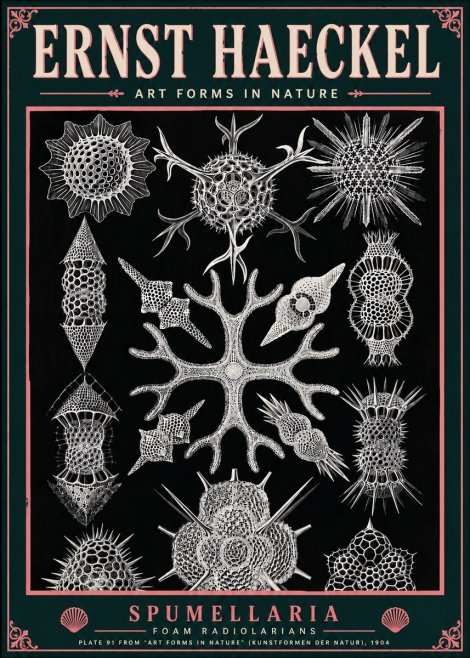 Ernst Haeckel Spumellaria No6 - Juliste
