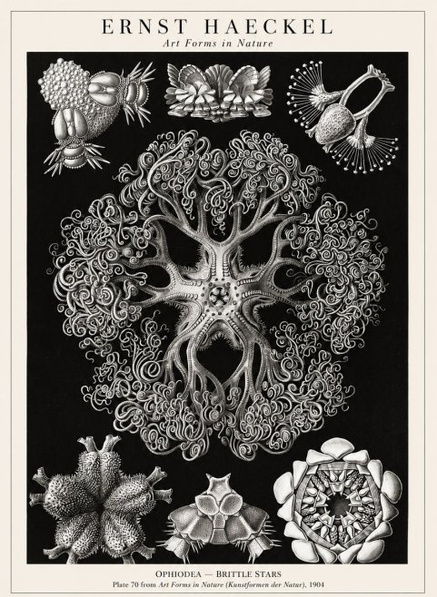 Ernst Haeckel Ophiodea - Brittle Stars II No1 - Juliste