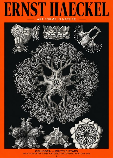Ernst Haeckel Ophiodea - Brittle Stars II No2 - Juliste