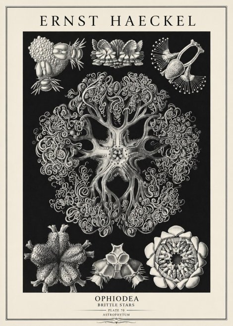 Ernst Haeckel Ophiodea - Brittle Stars II No3 - Juliste