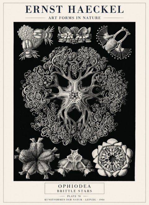 Ernst Haeckel Ophiodea - Brittle Stars II No4 - Juliste