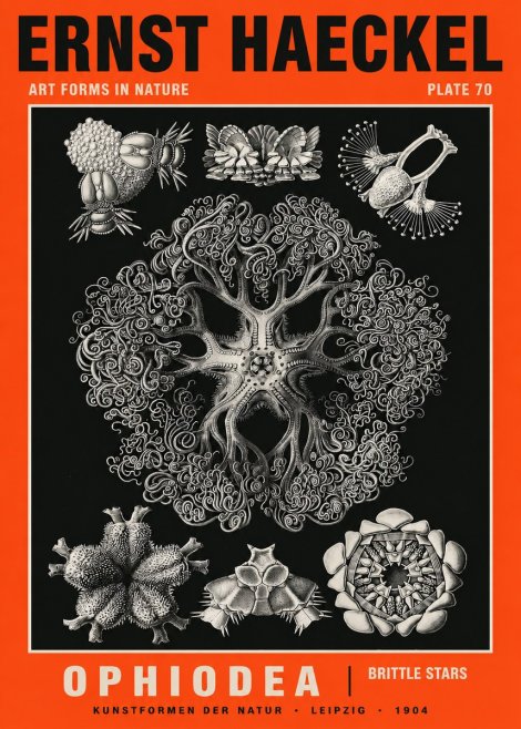 Ernst Haeckel Ophiodea - Brittle Stars II No5 - Juliste