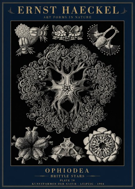 Ernst Haeckel Ophiodea - Brittle Stars II No6 - Juliste