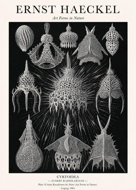 Ernst Haeckel Cyrtoidea - Starry Radiolarians No1 - Juliste