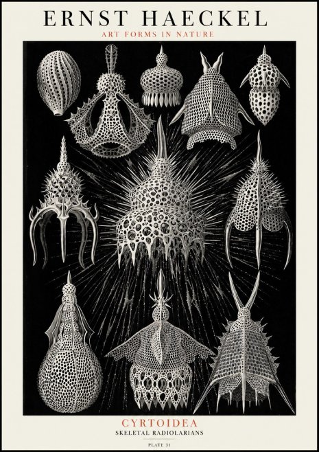 Ernst Haeckel Cyrtoidea - Starry Radiolarians No4 - Juliste