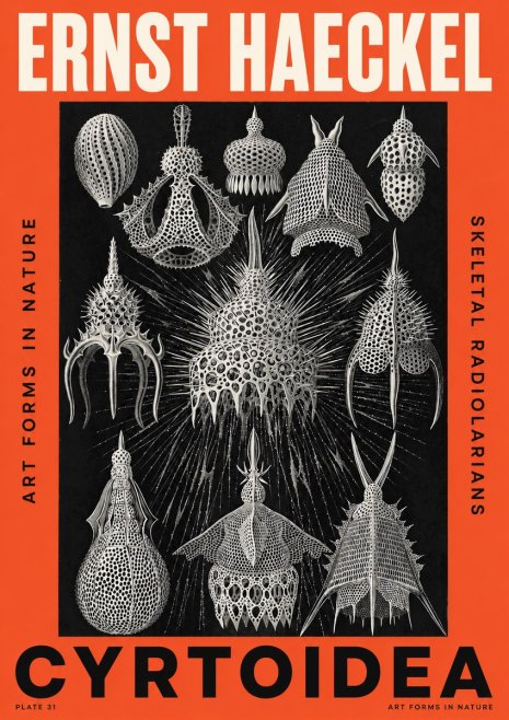 Ernst Haeckel Cyrtoidea - Starry Radiolarians No5 - Juliste