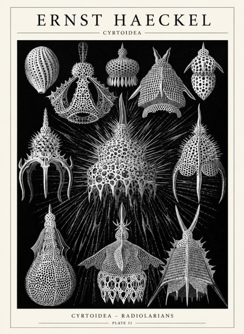 Ernst Haeckel Cyrtoidea - Starry Radiolarians No6 - Juliste