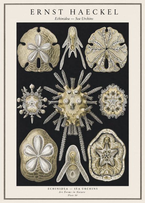 Ernst Haeckel Echinidea — Sea Urchins No1 - Juliste