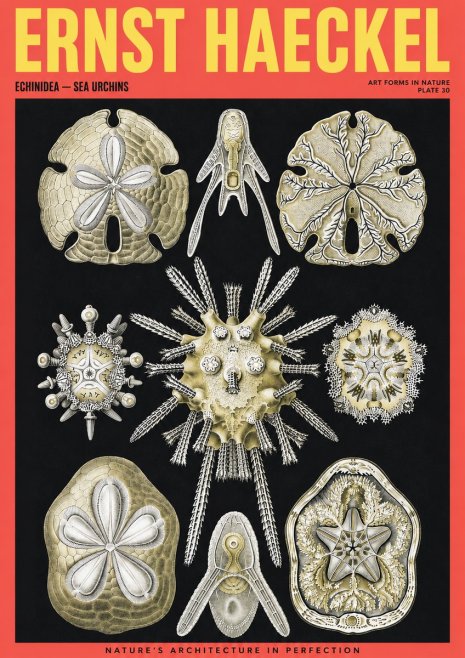 Ernst Haeckel Echinidea — Sea Urchins No2 - Juliste