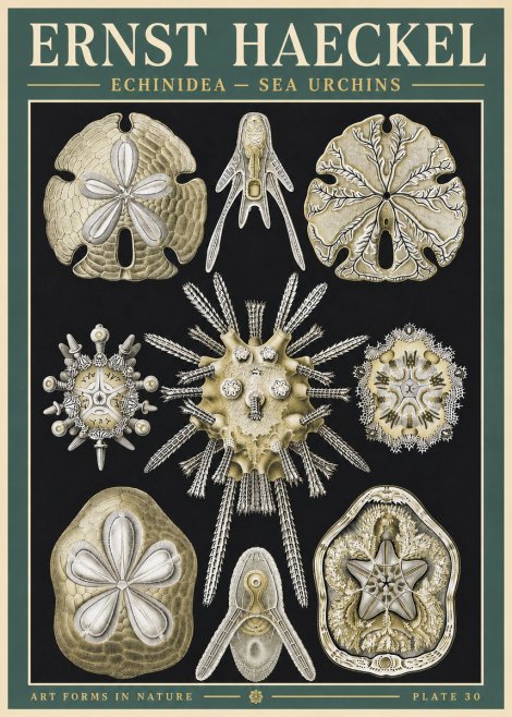 Ernst Haeckel Echinidea — Sea Urchins No3 - Juliste