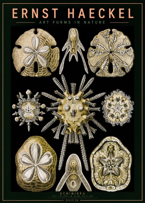 Ernst Haeckel Echinidea — Sea Urchins No5 - Juliste