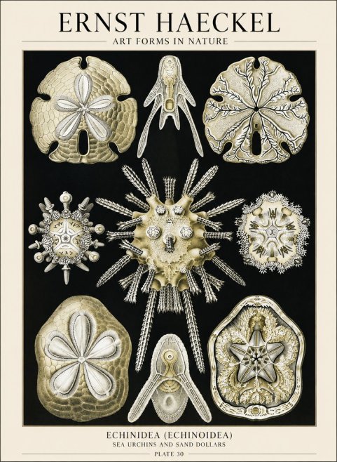 Ernst Haeckel Echinidea — Sea Urchins No6 - Juliste