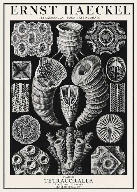Ernst Haeckel Tetracoralla - Four-rayed Corals No1 - Juliste