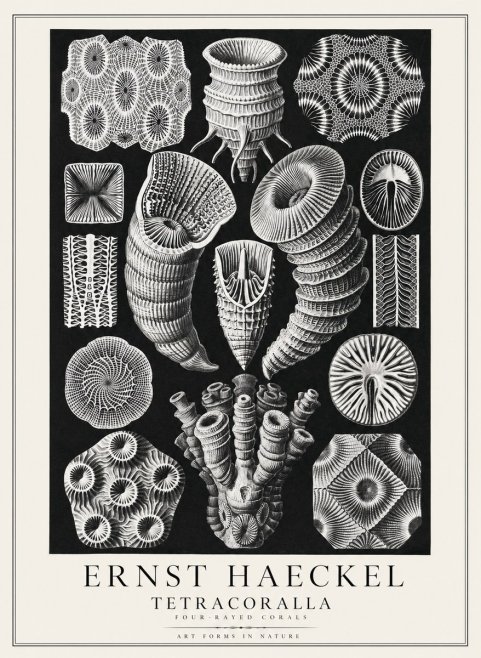 Ernst Haeckel Tetracoralla - Four-rayed Corals No3 - Juliste