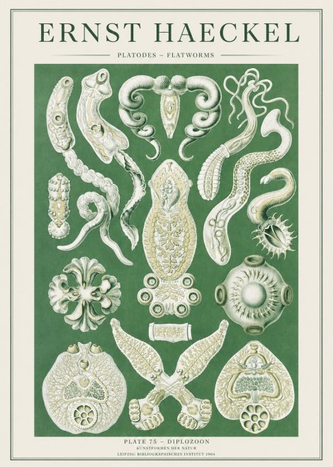 Ernst Haeckel Platodes – Flatworms No2 - Juliste