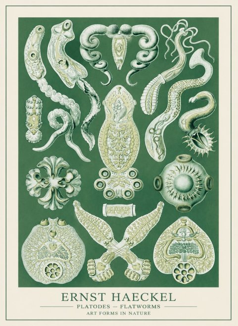 Ernst Haeckel Platodes – Flatworms No3 - Juliste