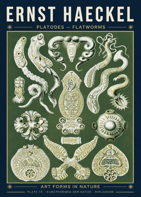Ernst Haeckel Platodes – Flatworms No5 - Juliste