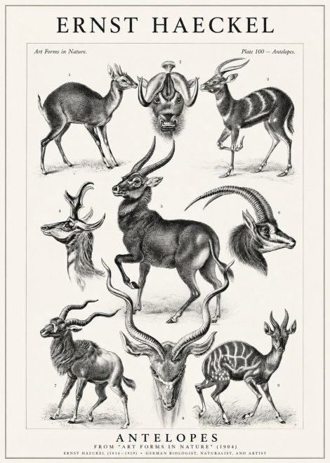 Ernst Haeckel Antelopes No1 - Juliste