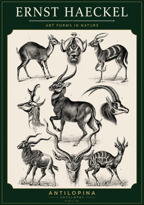 Ernst Haeckel Antelopes No5 - Juliste