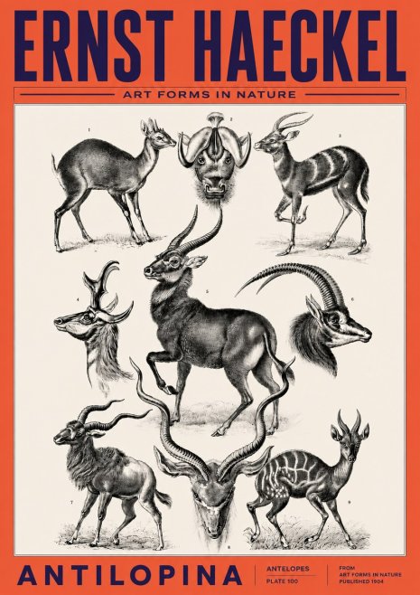 Ernst Haeckel Antelopes No6 - Juliste
