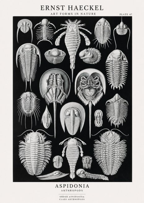 Ernst Haeckel Aspidonia No1 - Juliste