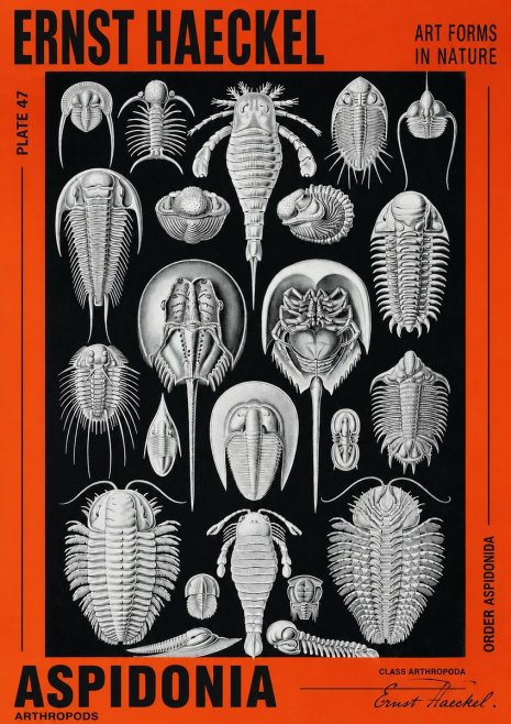Ernst Haeckel Aspidonia No2 - Juliste