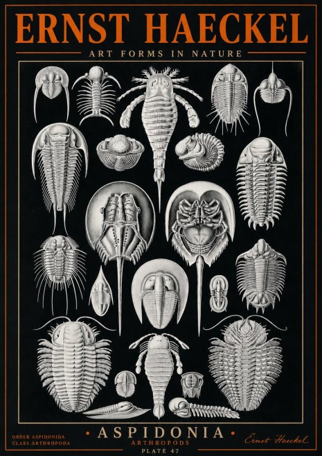 Ernst Haeckel Aspidonia No5 - Juliste