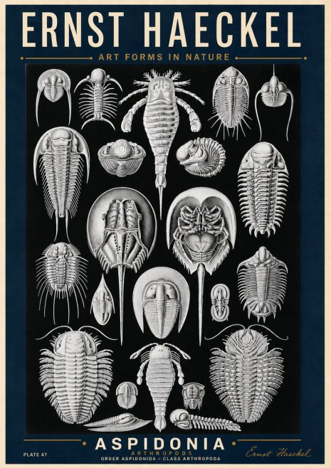 Ernst Haeckel Aspidonia No6 - Juliste