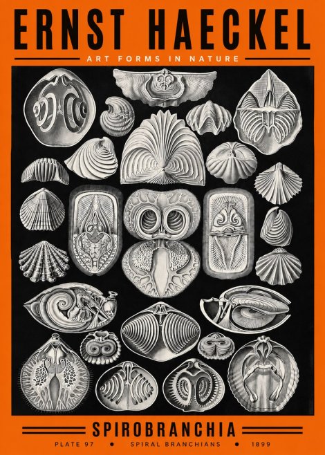 Ernst Haeckel Spirobranchia No2 - Juliste