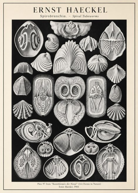 Ernst Haeckel Spirobranchia No3 - Juliste