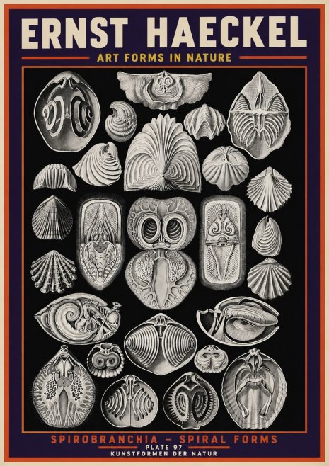 Ernst Haeckel Spirobranchia No5 - Juliste