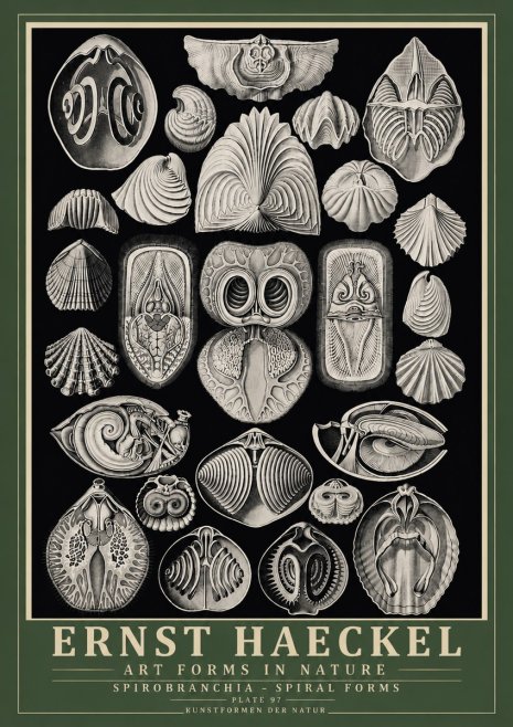 Ernst Haeckel Spirobranchia No6 - Juliste
