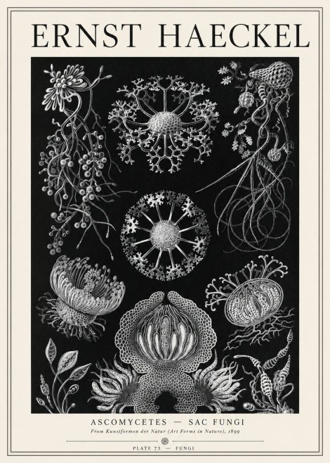 Ernst Haeckel Ascomycetes — Sac Fungi No1 - Juliste