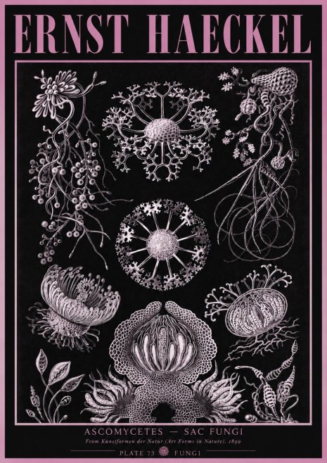 Ernst Haeckel Ascomycetes — Sac Fungi No3 - Juliste