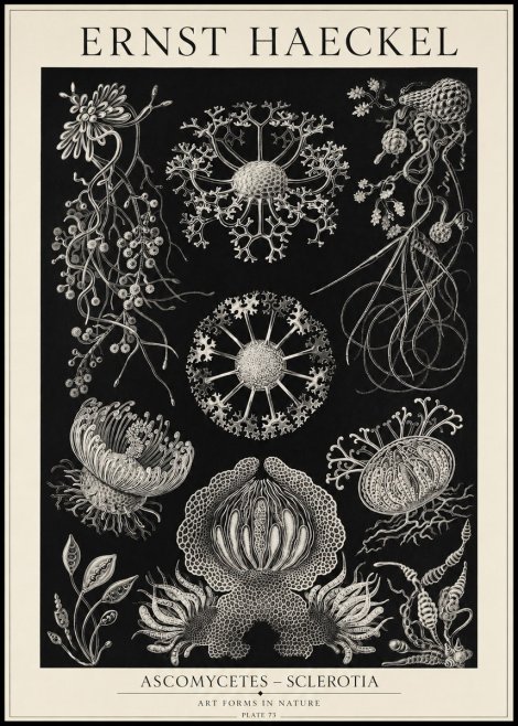 Ernst Haeckel Ascomycetes — Sac Fungi No5 - Juliste