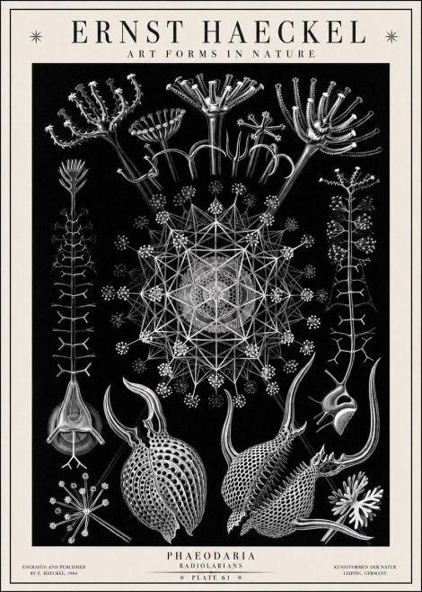 Ernst Haeckel Phaeodaria Radiolarians - Plate 61 No1 - Juliste
