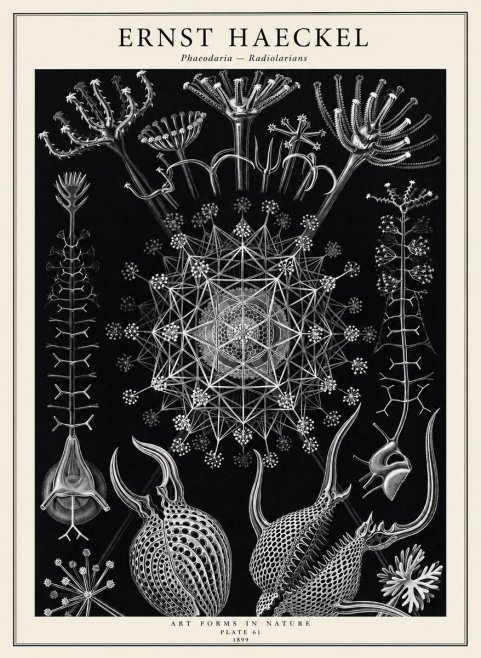 Ernst Haeckel Phaeodaria Radiolarians - Plate 61 No2 - Juliste
