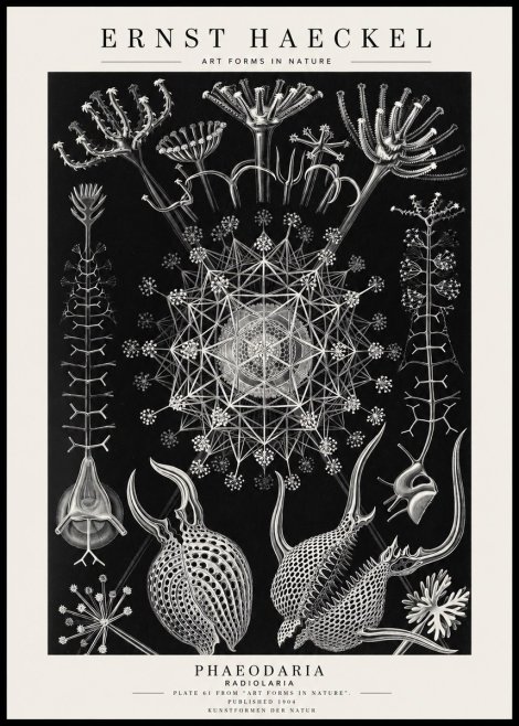 Ernst Haeckel Phaeodaria Radiolarians - Plate 61 No4 - Juliste