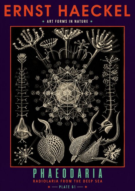 Ernst Haeckel Phaeodaria Radiolarians - Plate 61 No6 - Juliste