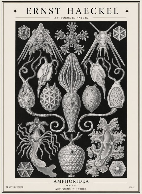 Ernst Haeckel Amphoridea No1 - Juliste