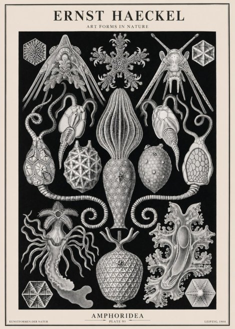Ernst Haeckel Amphoridea No2 - Juliste