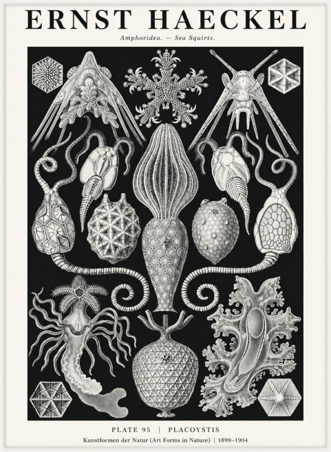 Ernst Haeckel Amphoridea No3 - Juliste