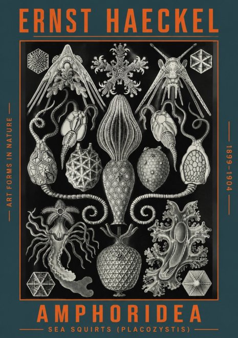 Ernst Haeckel Amphoridea No4 - Juliste
