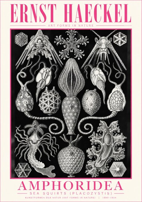 Ernst Haeckel Amphoridea No5 - Juliste