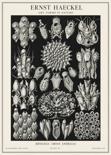 Ernst Haeckel Bryozoa No2 - Juliste